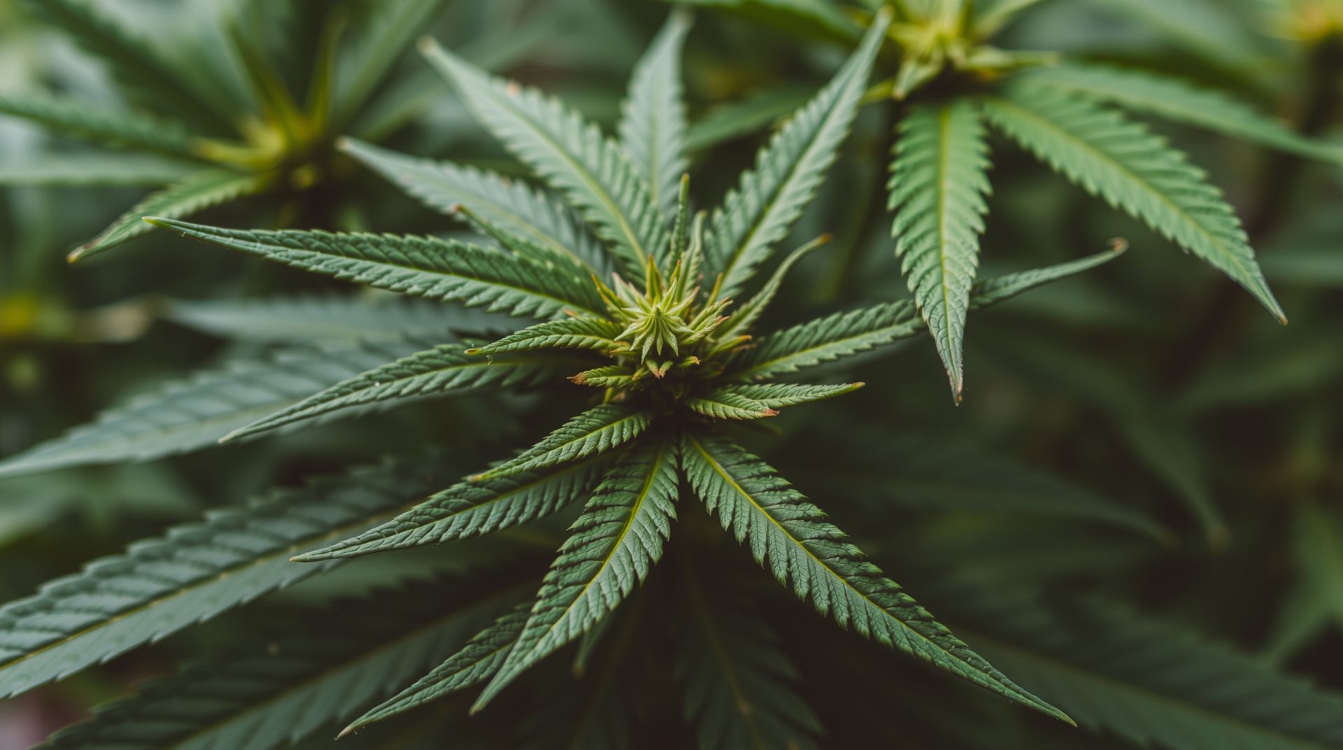 Cannabis Aufklärung die besten Methoden