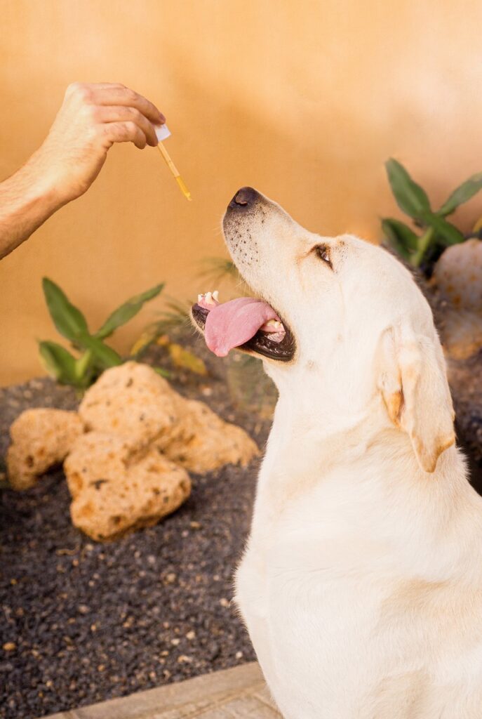 Cannabis bei Hunden verbessert die Lebensqualität