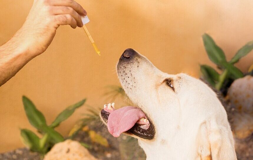 Cannabis bei Hunden verbessert die Lebensqualität